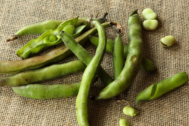 Raw Fava Beans